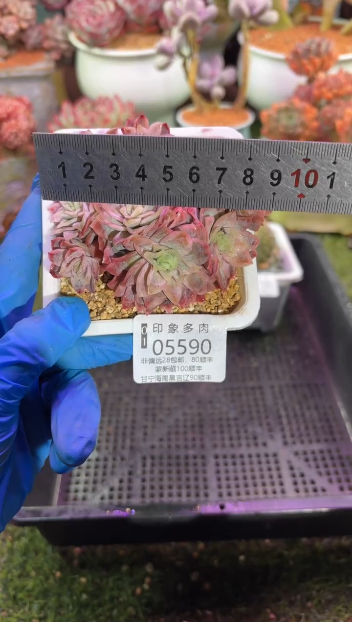 【闪购商品】05590