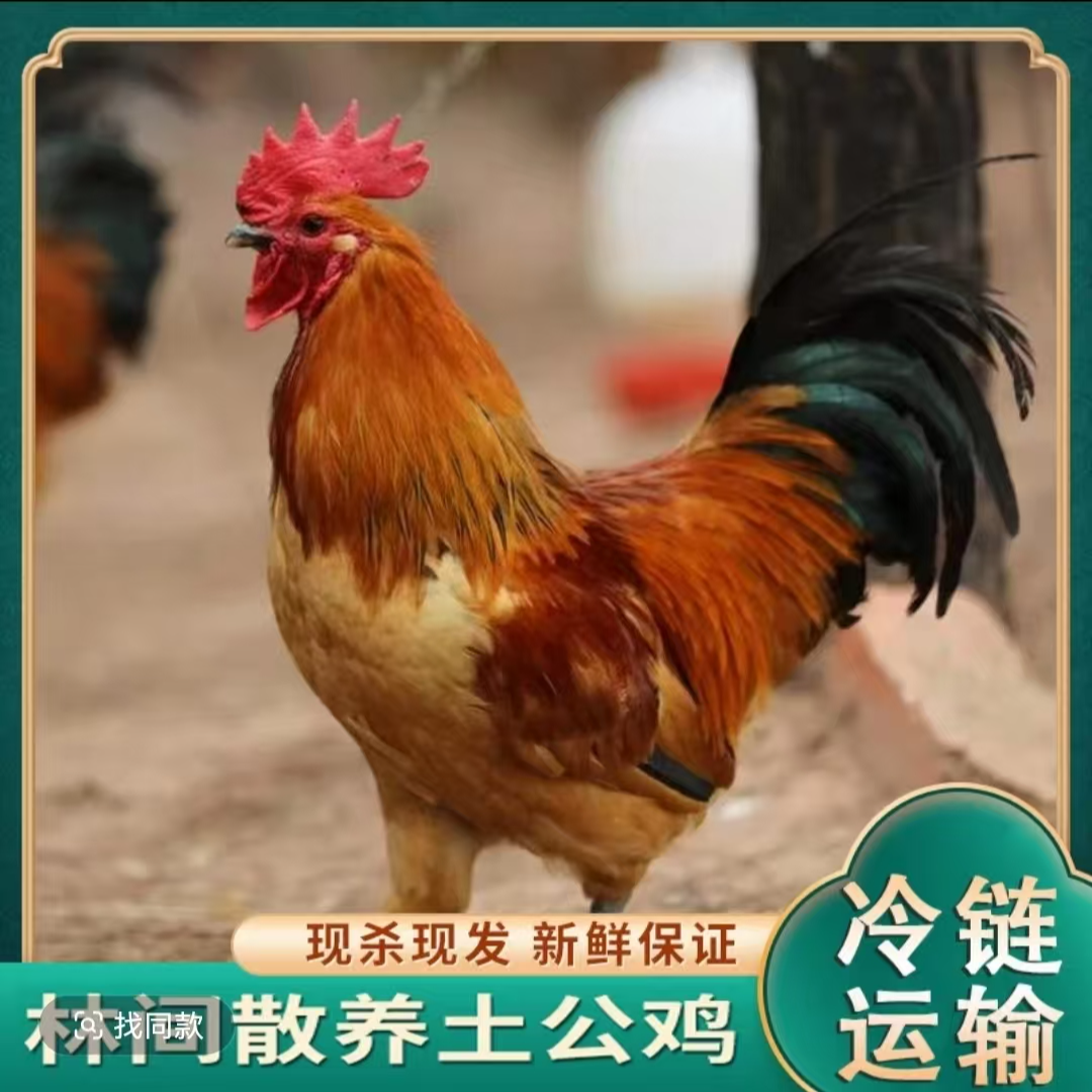 【苗家】农家放养土公鸡 4只毛重15-17斤净重10-11斤 带内脏