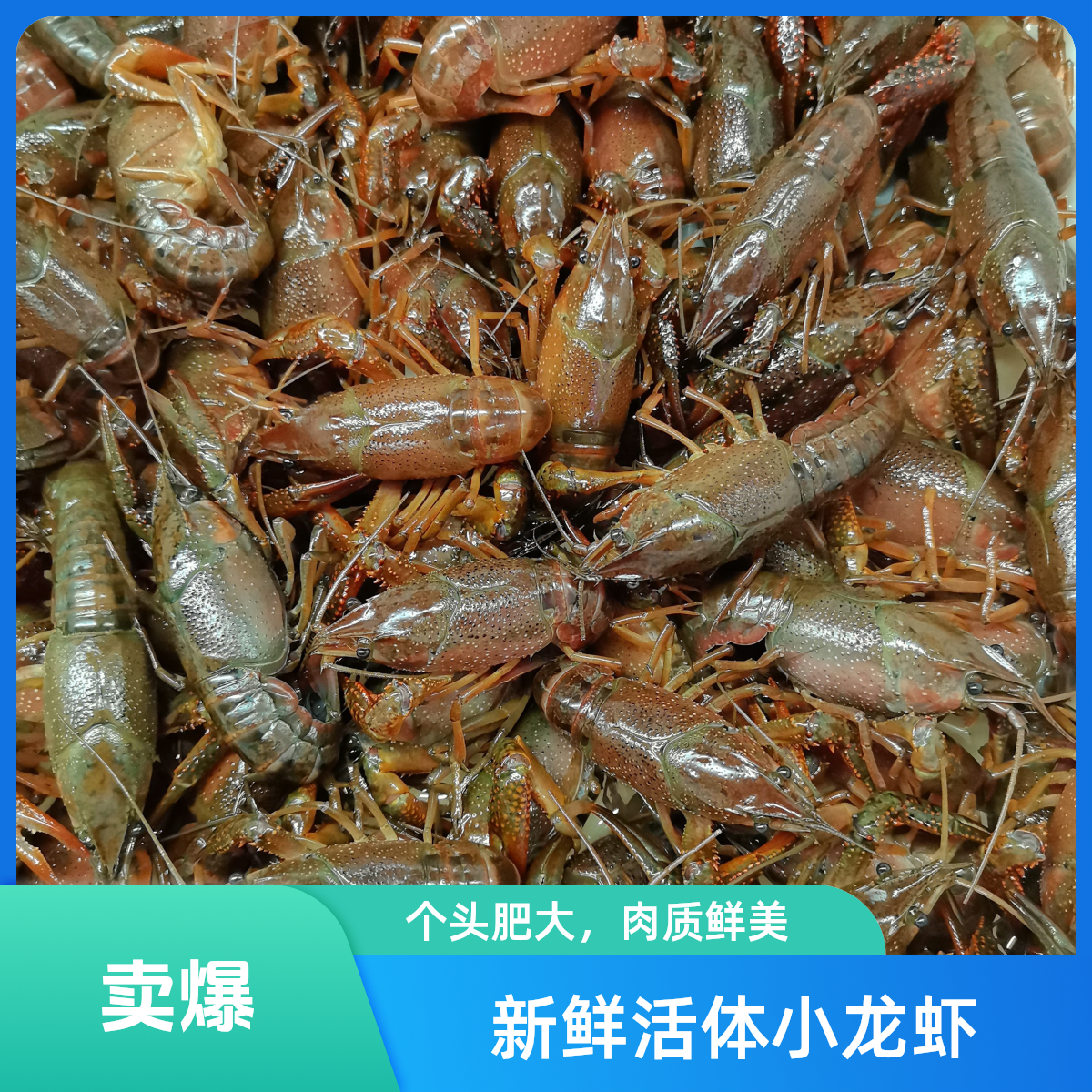 小青小龙虾 5斤装