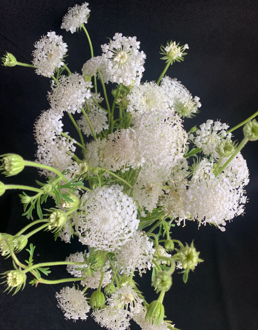 【锦上花舍】草花翠珠一单顺丰冷链/偏远地区德邦空运