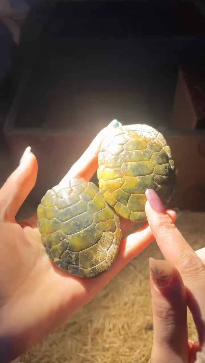 【闪购商品】【闪购商品】一个