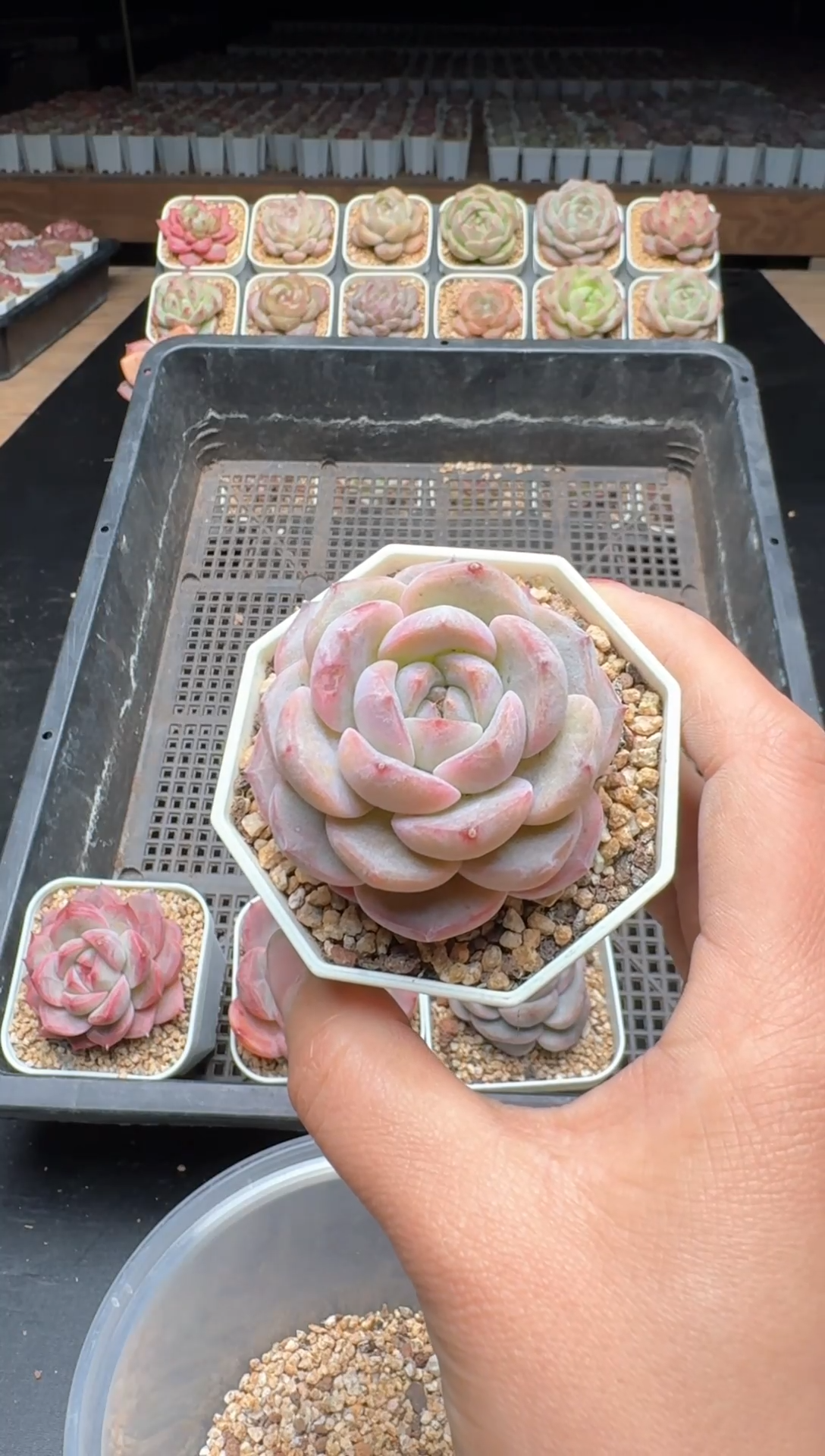 【闪购商品】933号一物一拍珍妮多肉花卉植物3颗起发