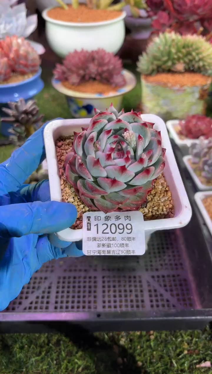 【闪购商品】12099