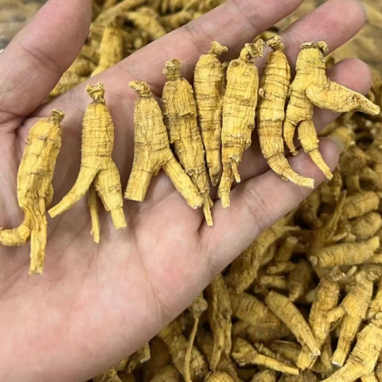 精选花旗参山参可搭配枸杞泡水煲汤的优质山货