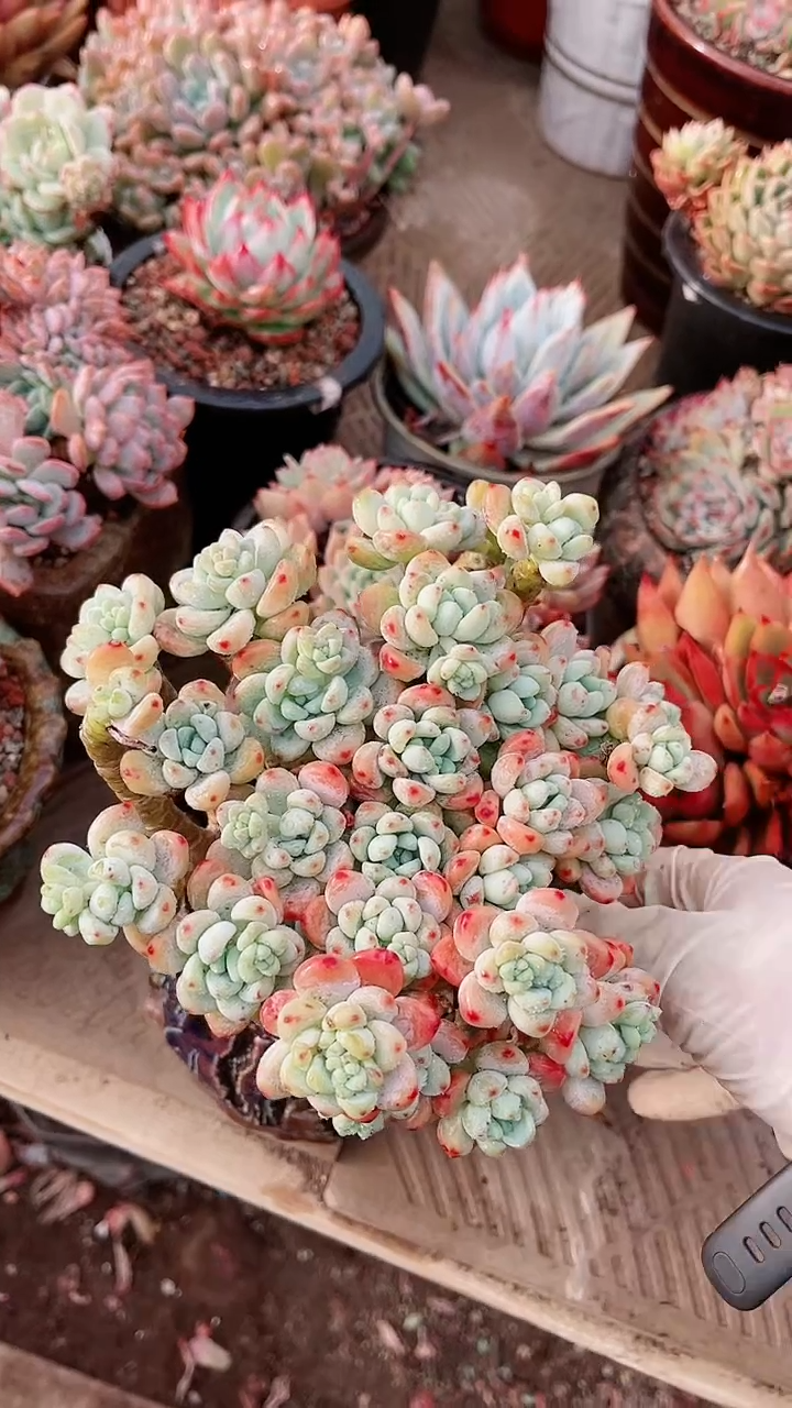 【闪购商品】13130