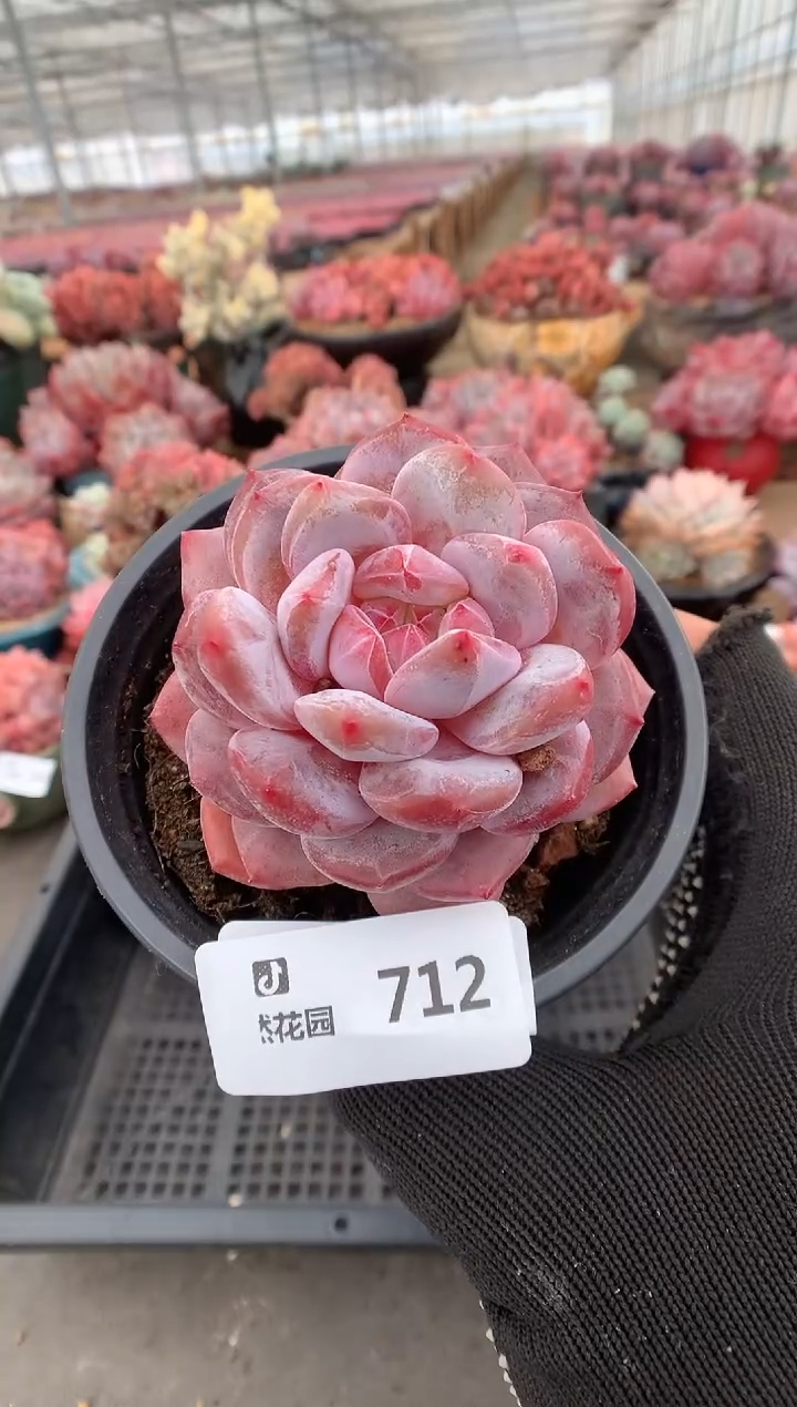 712粉星影一物一拍多肉植物