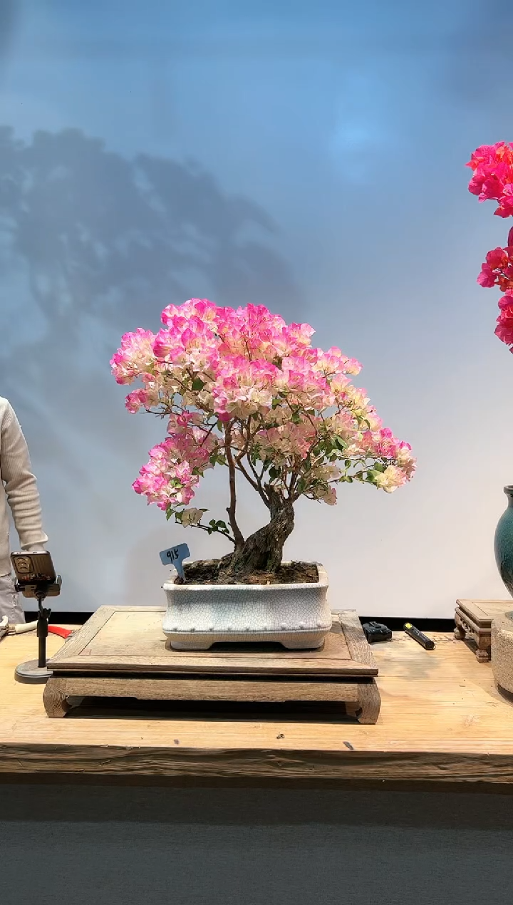 三角梅专场一物一拍15