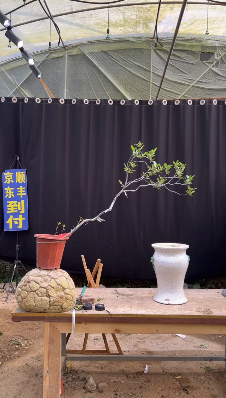 无花朵慧****…海岛春花