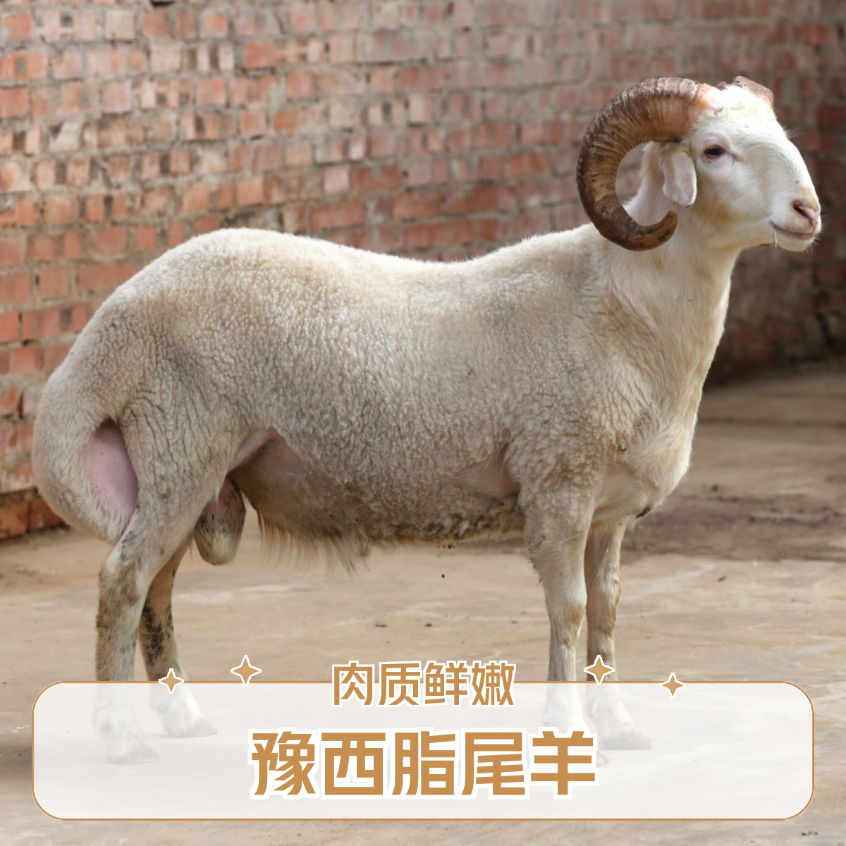 伏牛山深处的黄金羊 豫西脂尾羊 肉质鲜嫩 现宰现发