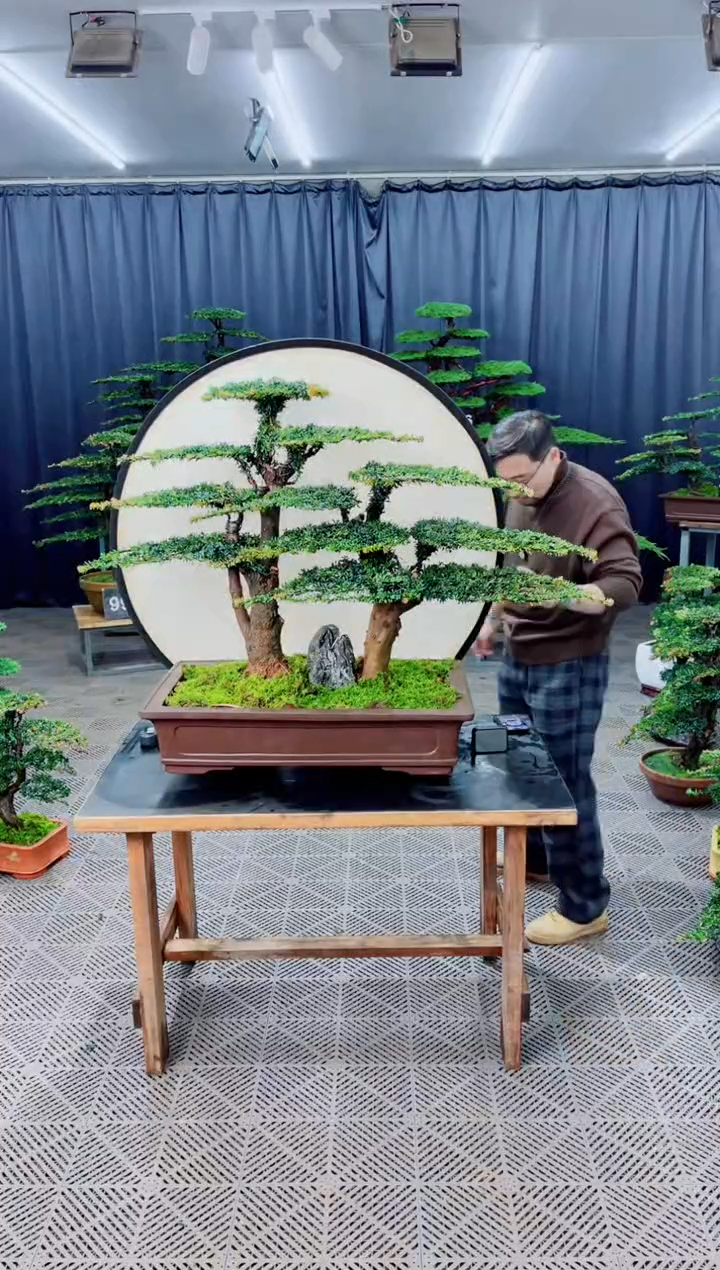 无花朵盆景......