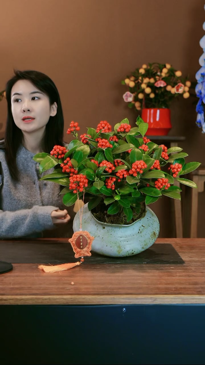 【闪购商品】盆景红玉珠