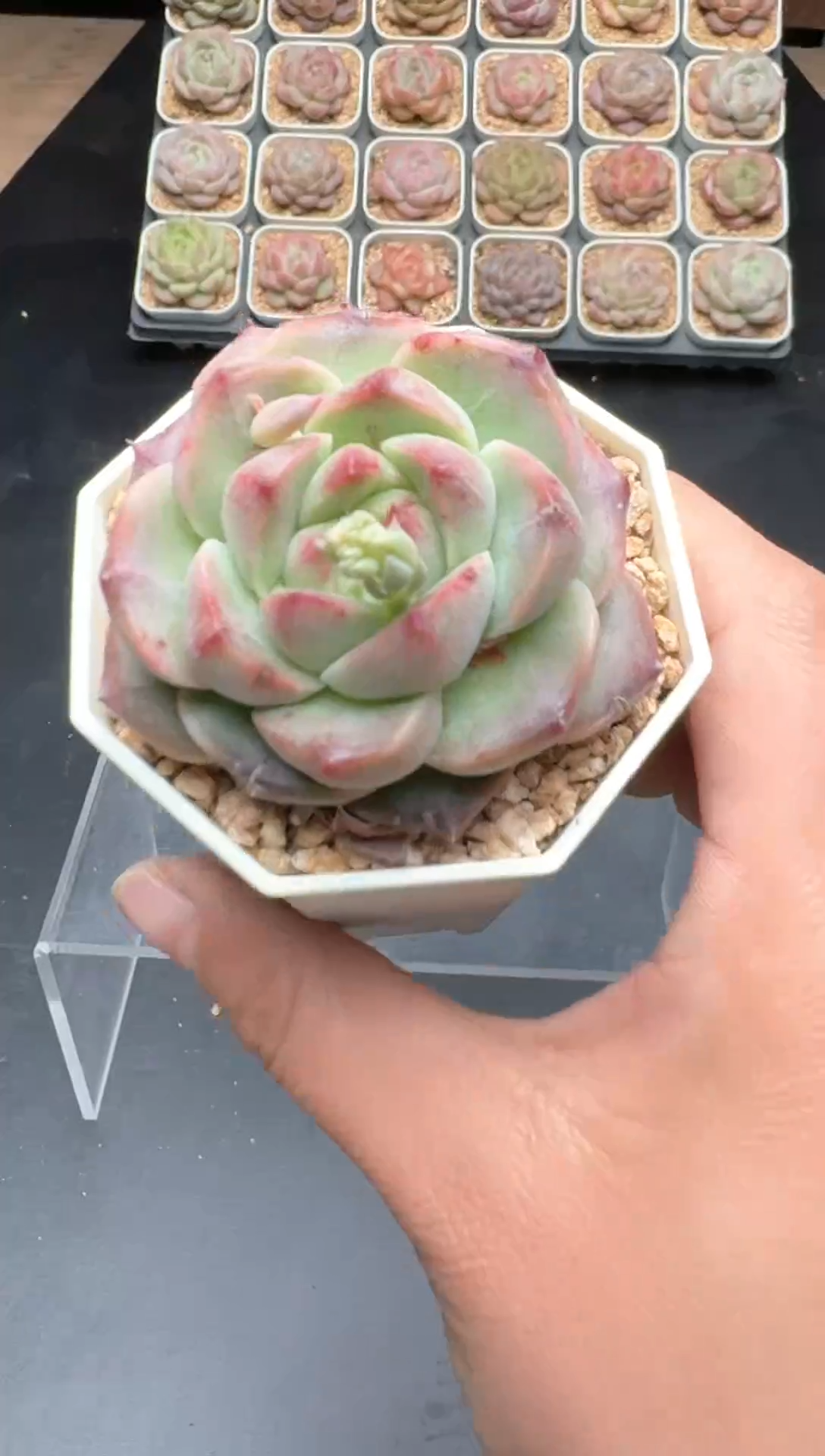 【闪购商品】804E号一物一拍多肉花卉植物3颗起发