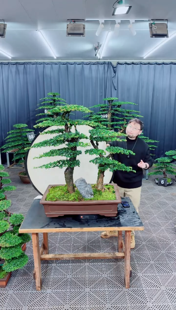 无花朵盆景.......