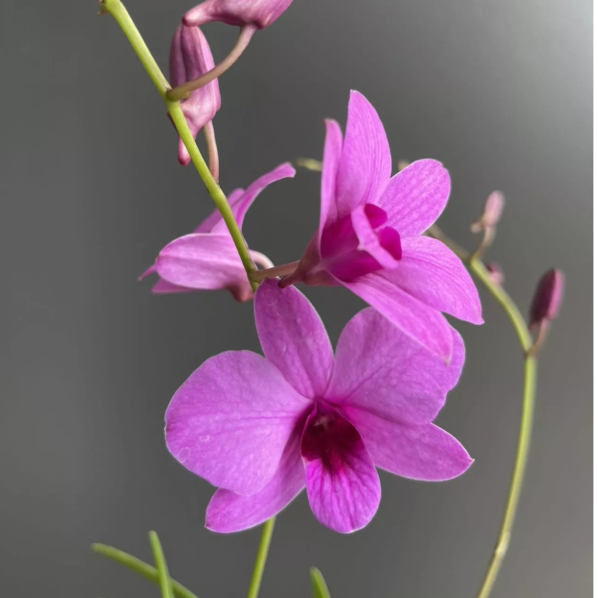 秋石斛（泼墨爸爸） 带1枝花剑盆栽兰花