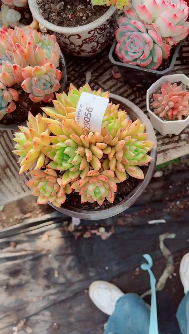 ^****^跃跃精品多肉29056