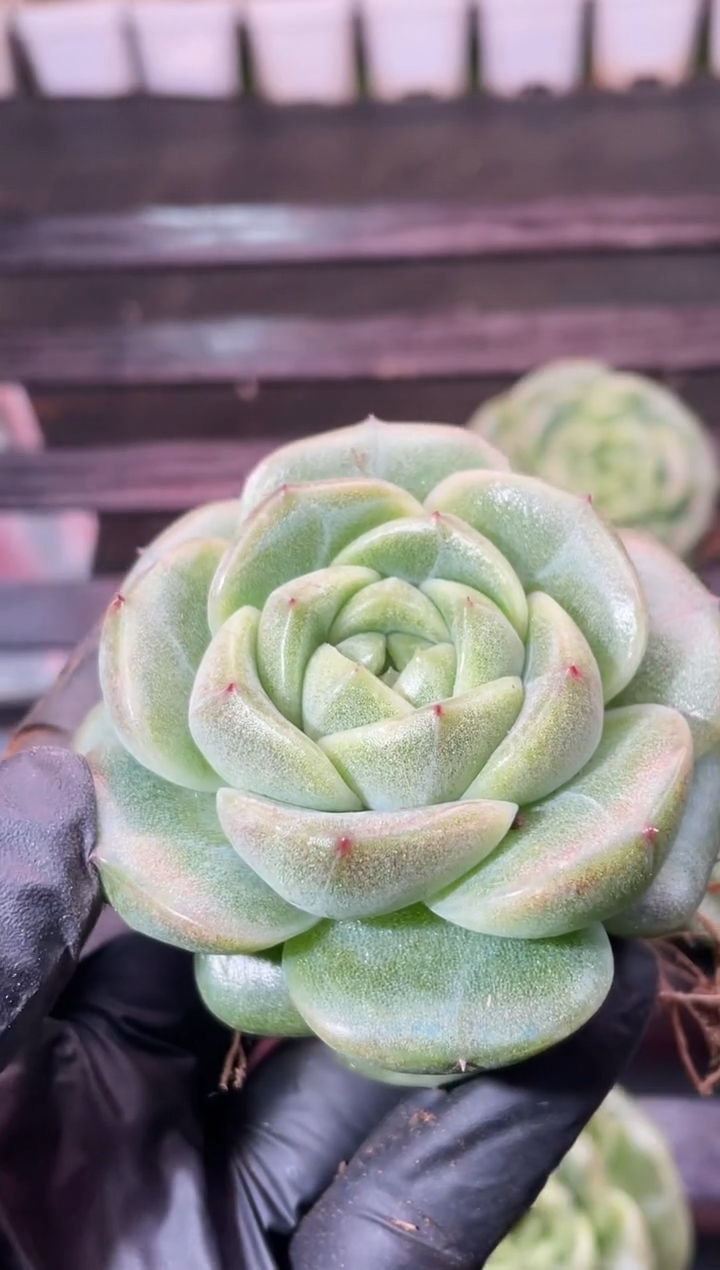 13-90模特绿色小牛5-6厘米量拍发一颗