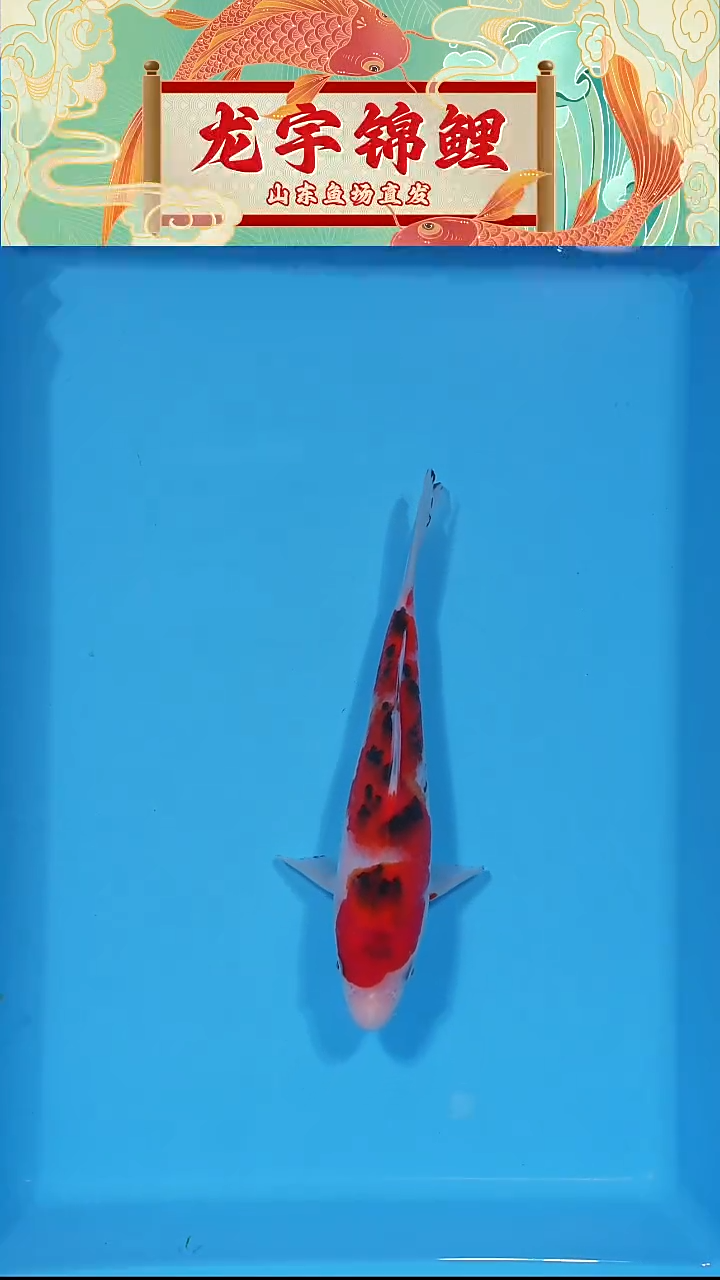 锦鲤大正 20公分