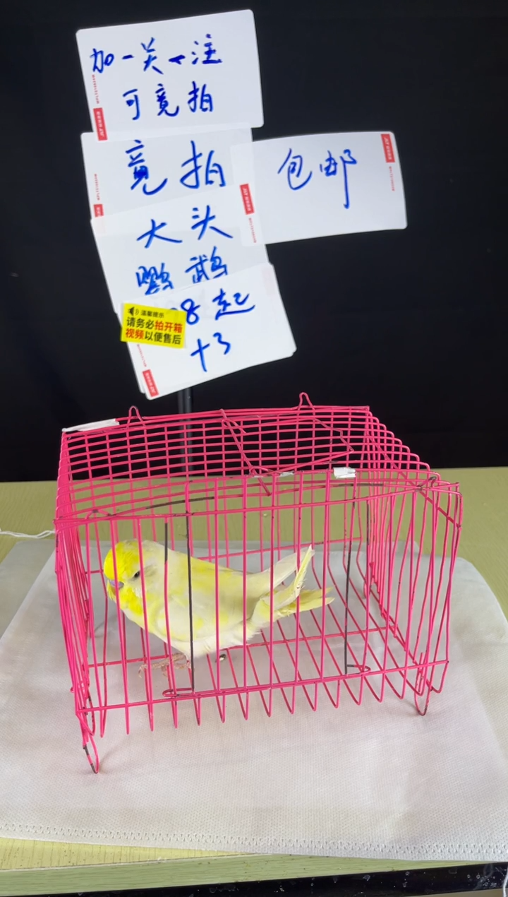 虎皮鹦鹉特色大头