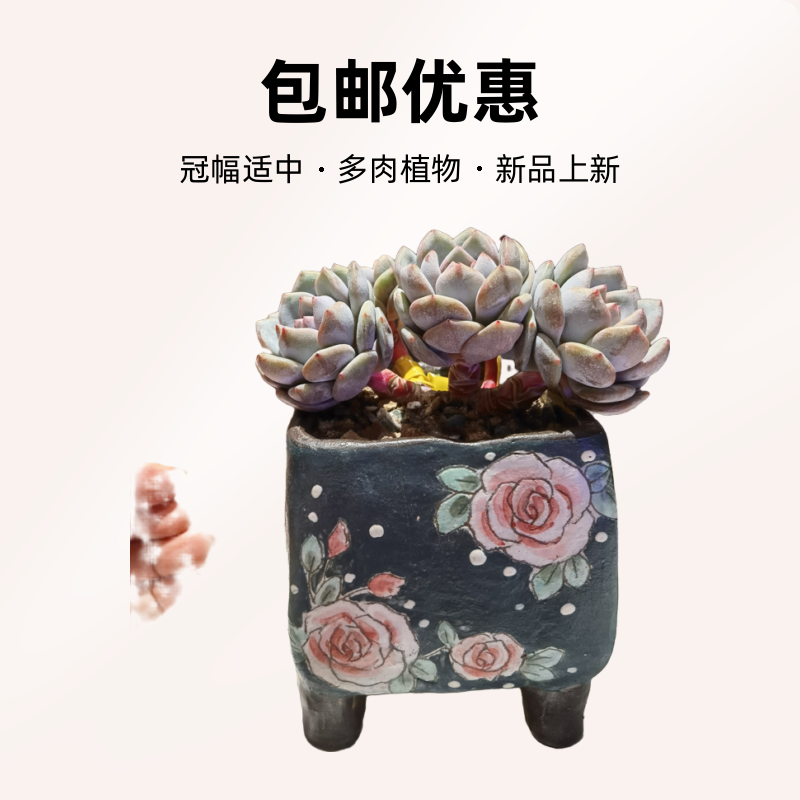 爱多肉的包姐直播间一物一拍链接，私下勿拍，满68元包邮