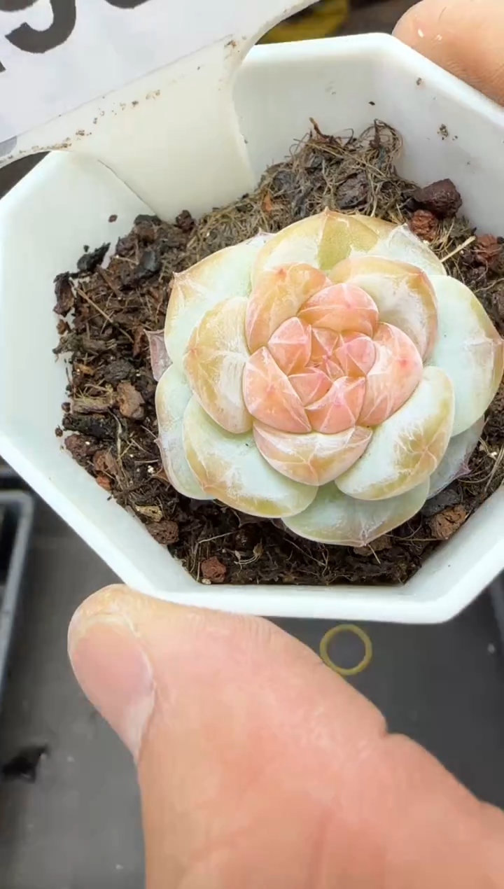 【闪购商品】一物一拍0307—299