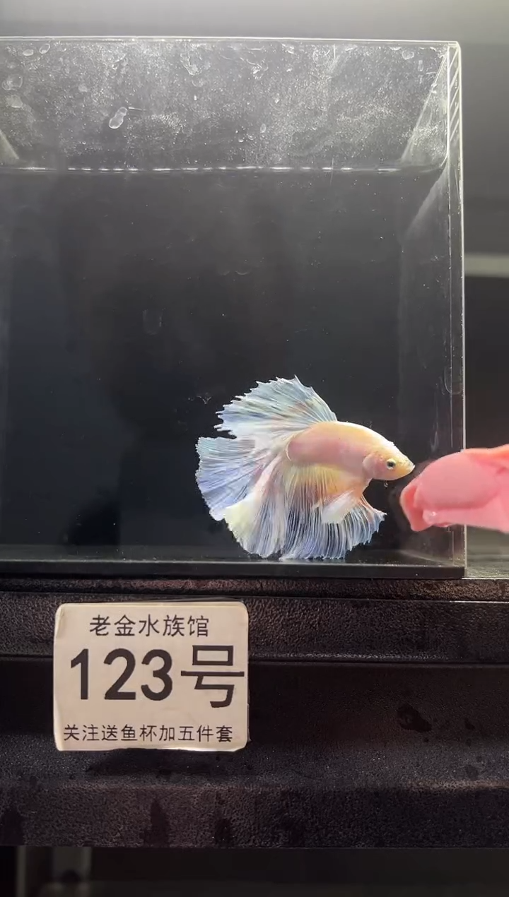 斗鱼泰国斗鱼竞拍123