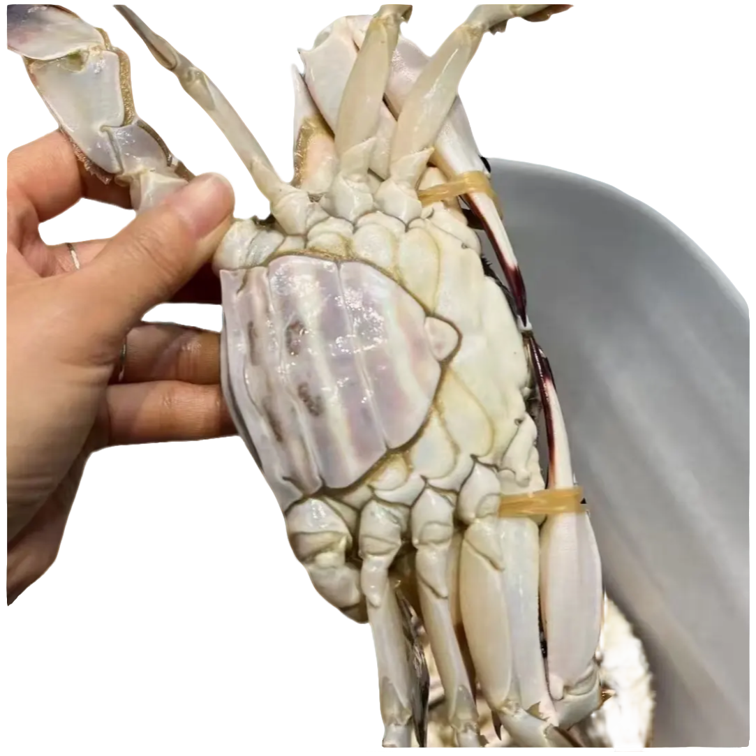 热气梭子蟹【保鲜不保活】母蟹3-5两/只到手净重4斤以上冰鲜发货海鲜