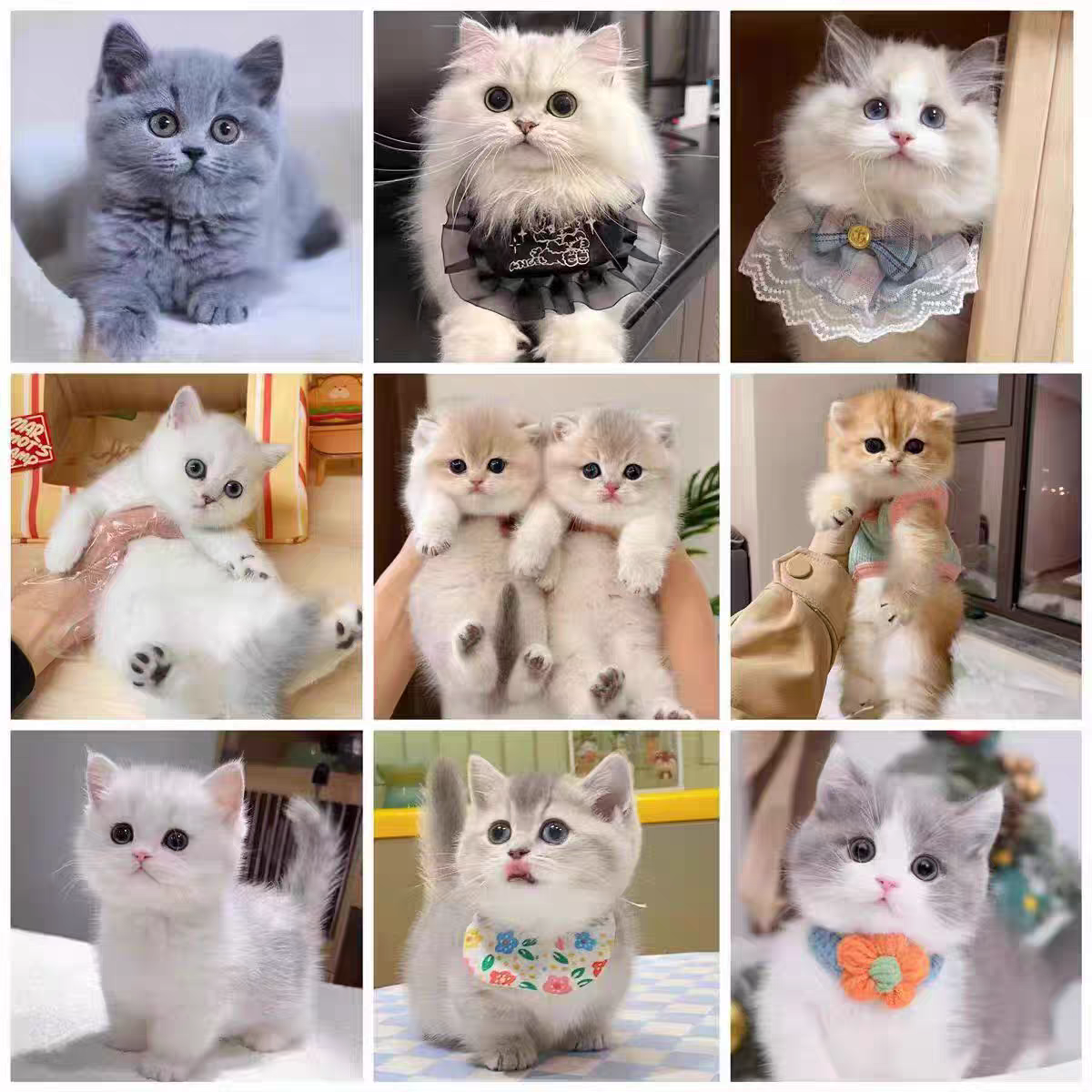 宠物小猫活动价运费自理（直播间一对一挑选）