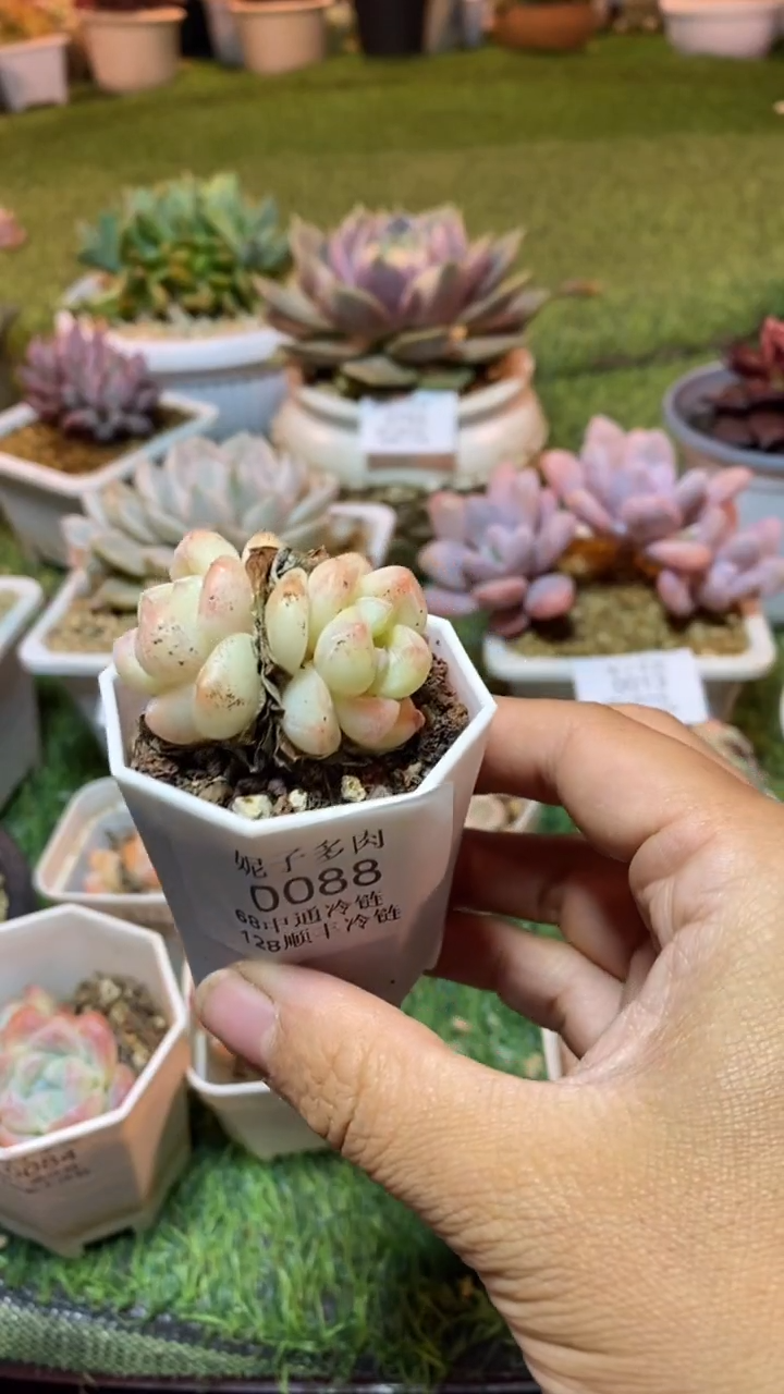 0088（满28包邮发货）