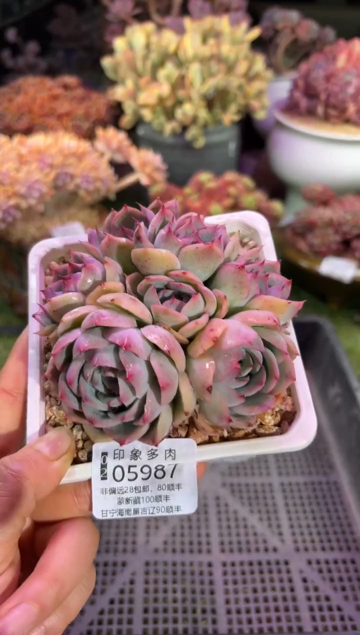 【闪购商品】05987