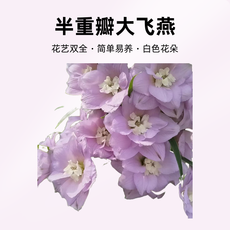 半重瓣大飞燕80-100厘米杆子有粗有细掉瓣鲜花