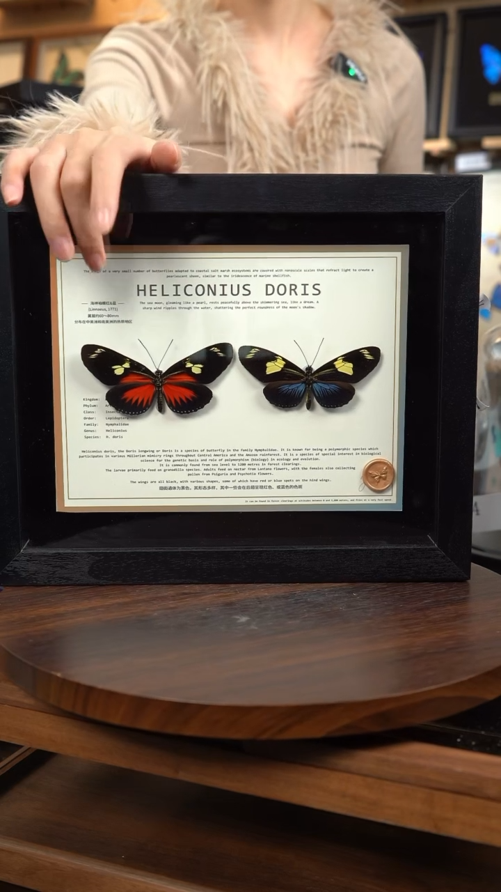 海神袖红蓝一对10寸横框