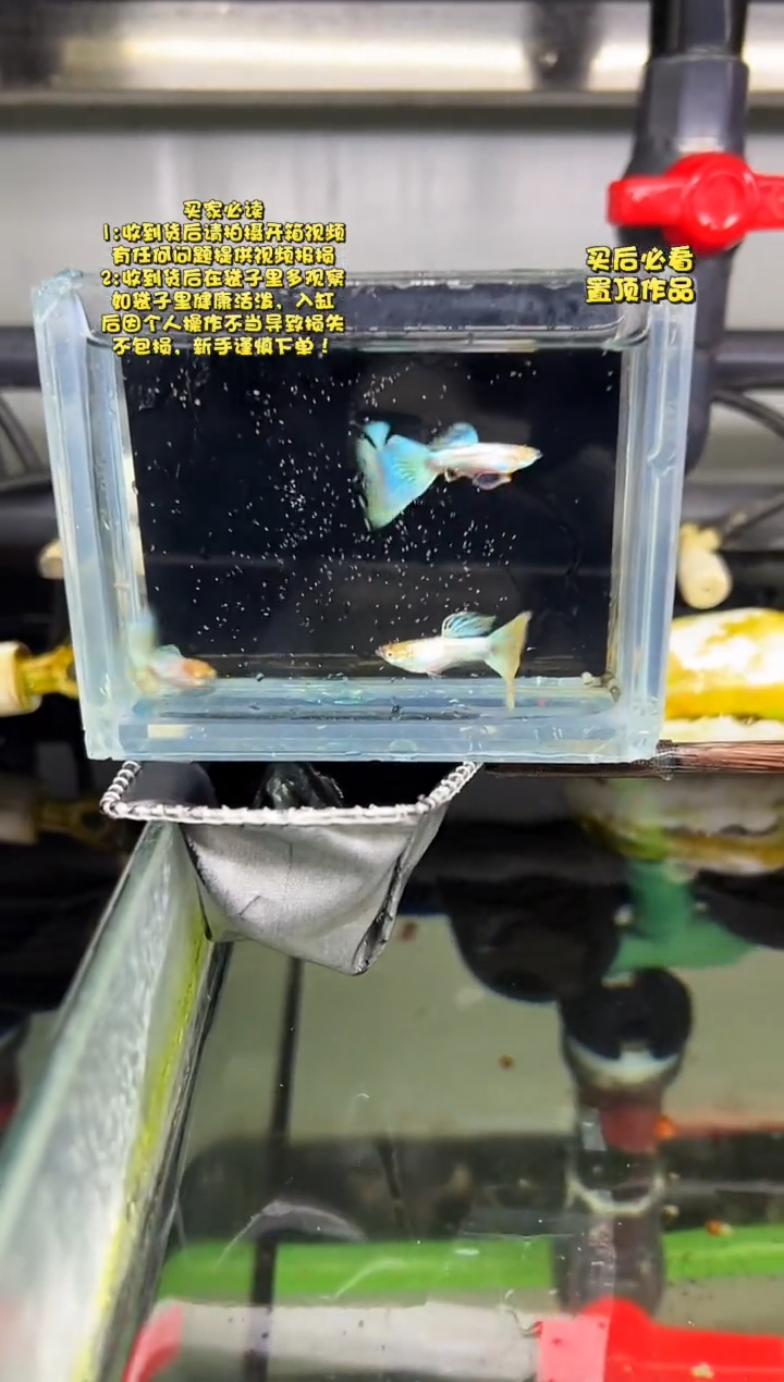 孔雀鱼无怨孔雀鱼