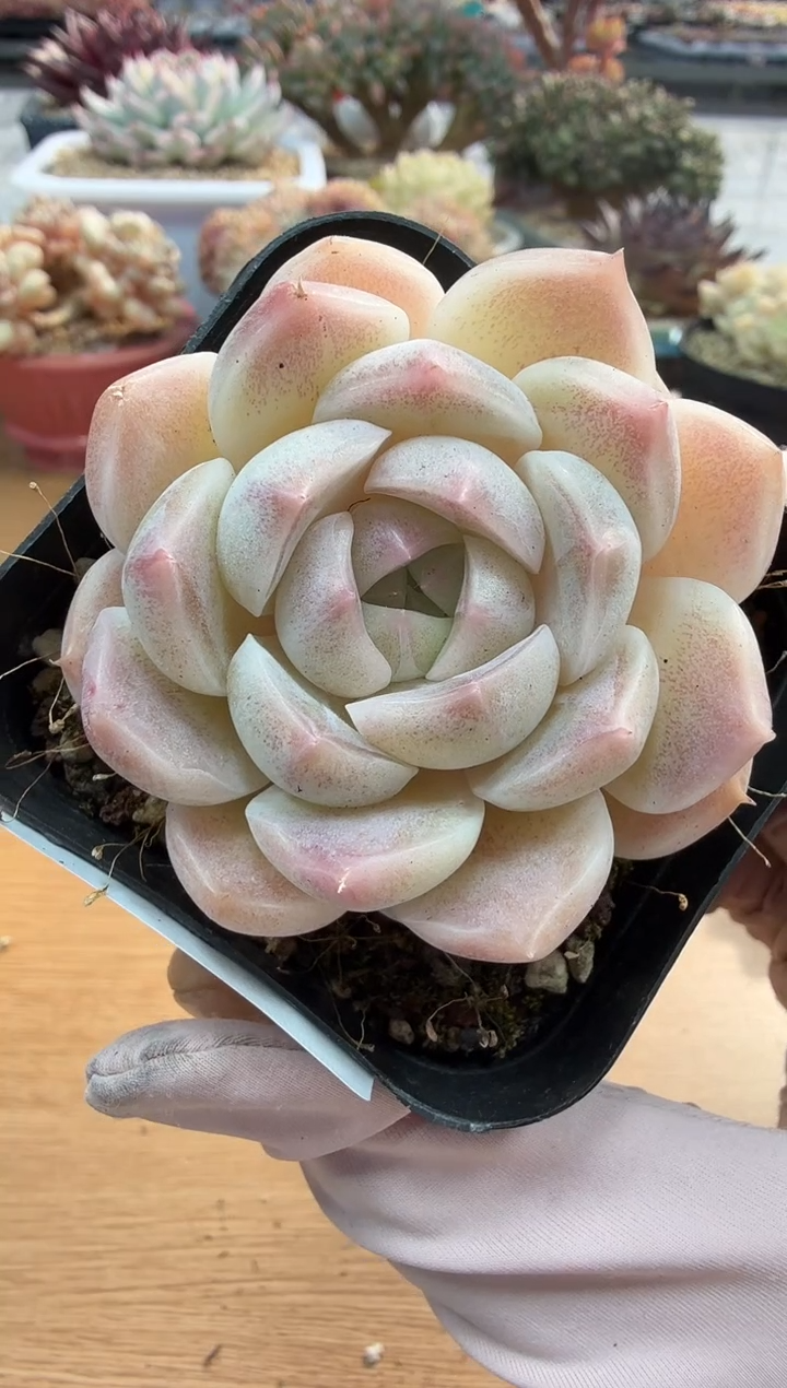 东云多肉园二店-150