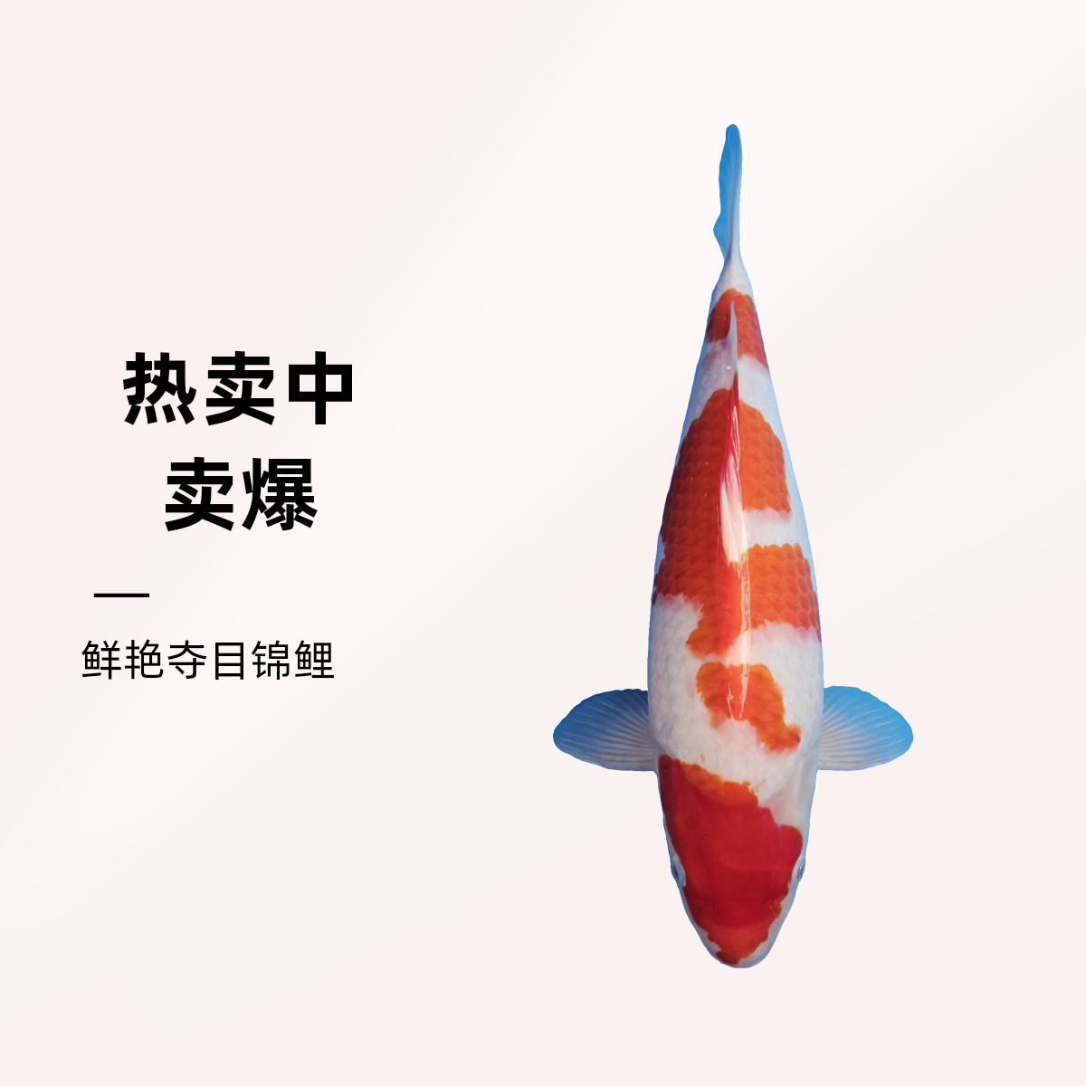 德元锦鲤蝴蝶鲤200-299直播专用（乱拍随机发）