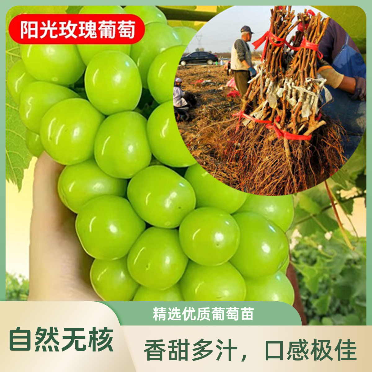 葡萄树树苗盆栽果树葡萄巨峰栽四季地蓝宝石庭院南北方种植葡萄苗