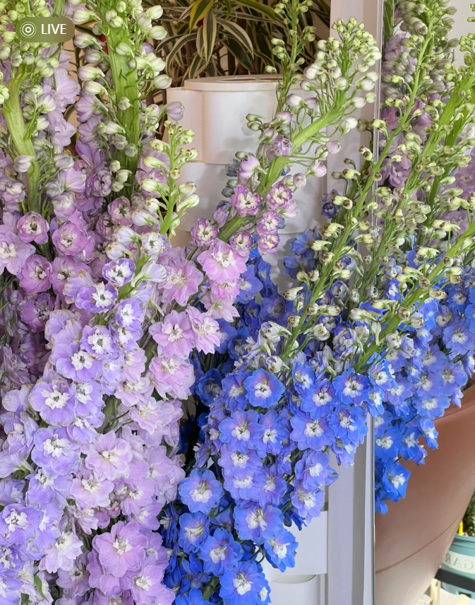 【宝熠基地】大飞燕 任拍三单顺丰空运包邮鲜切花5支装家居插花