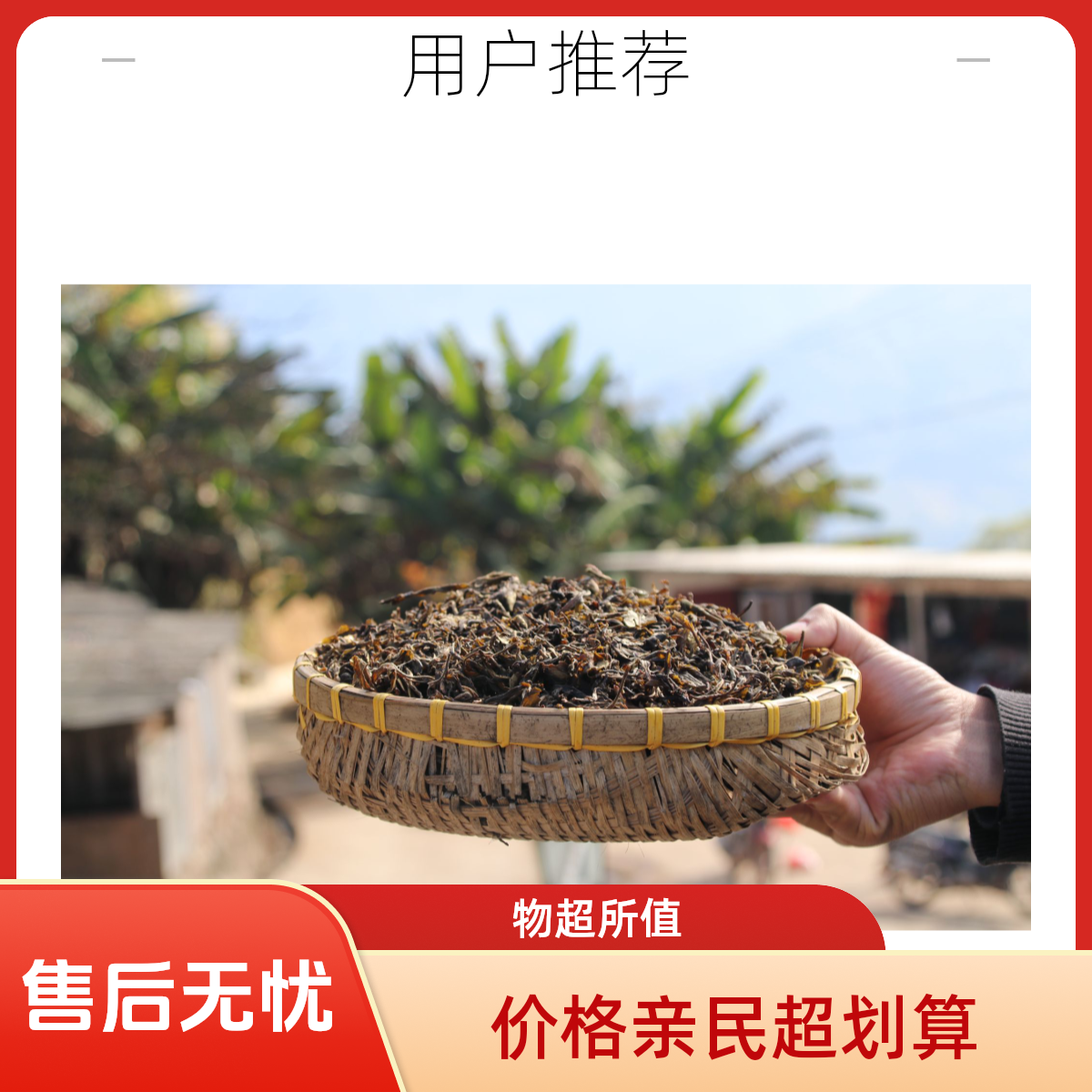云南哀牢山古树黄金叶