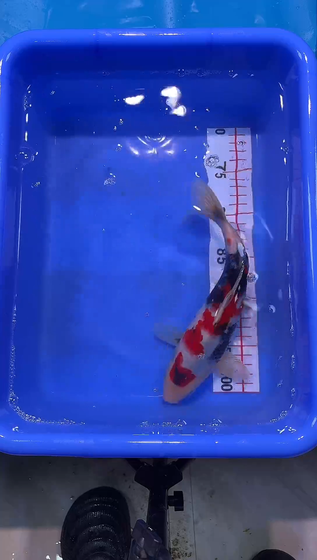 锦鲤2026-1-3汇鼎锦鲤----33