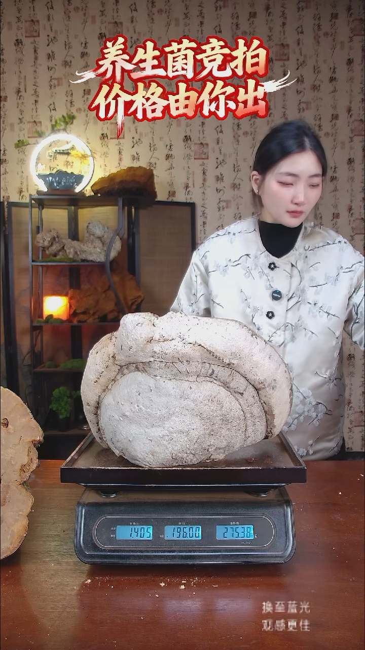 白蹄灵芝中国大陆【藏区野生】苦白蹄（2.81斤）30-40年份