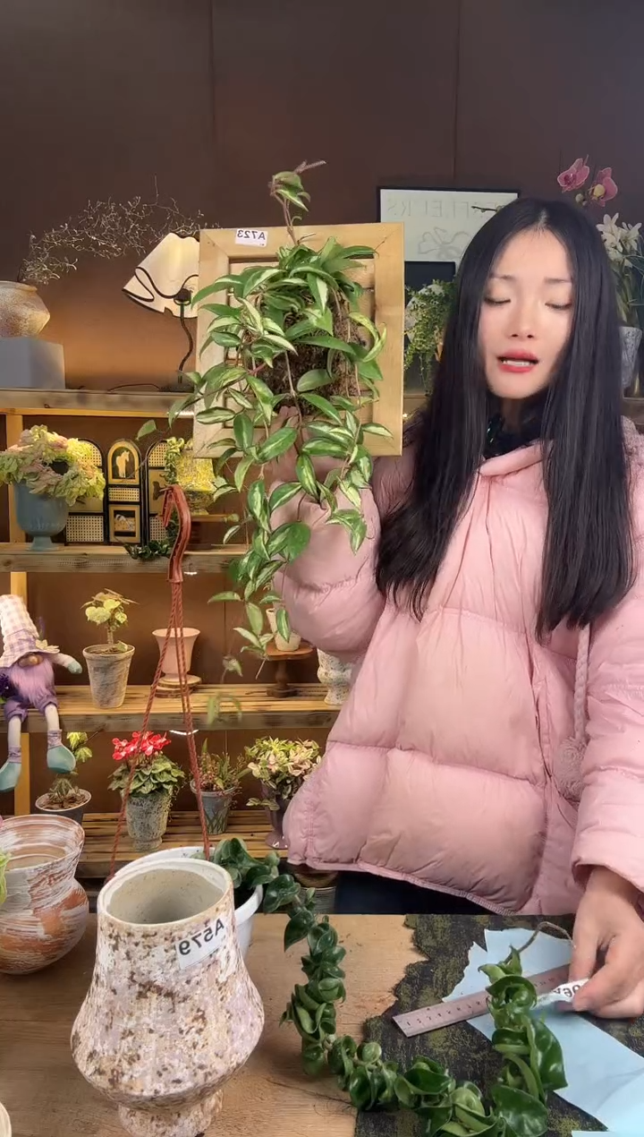 以实际为准绿叶内锦板植723