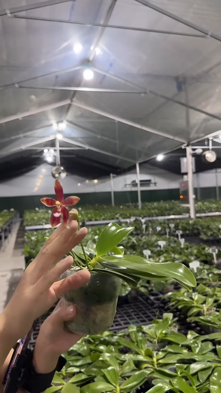 当前无花栽培后可以开花红鹿角交盾