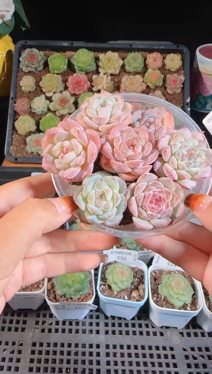 1109-561冰魄组合麦秆群不包整