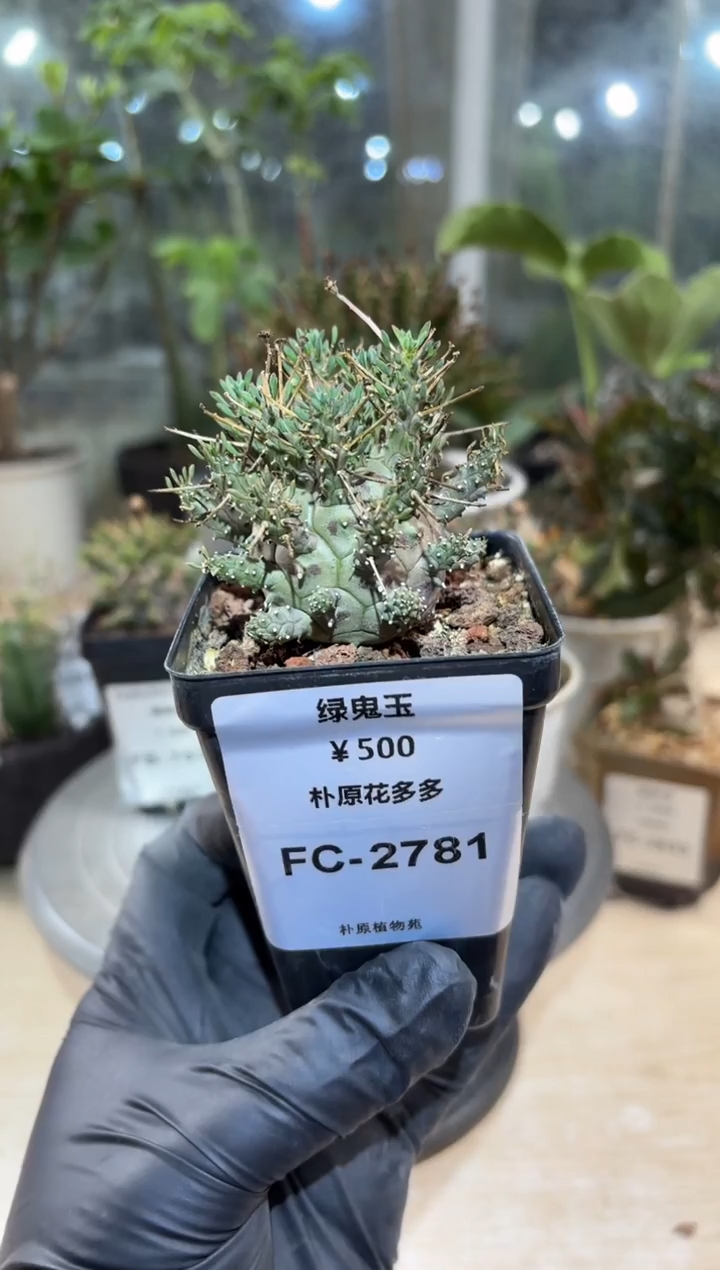 绿鬼玉FC-2781   
