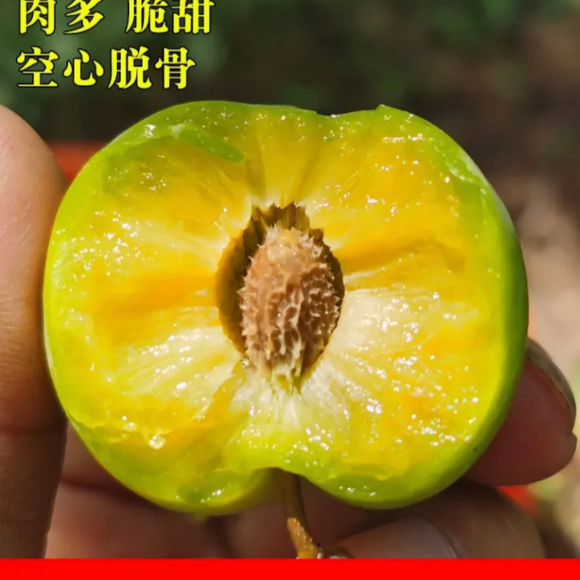 新鲜现摘脱骨青脆李新鲜应季水果空心脆甜口感