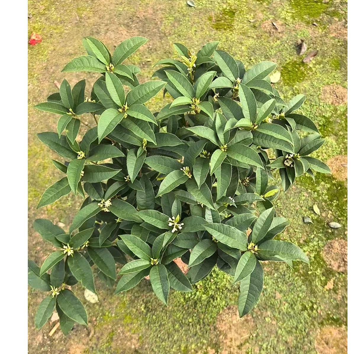 浓香型四季桂花耐寒耐高温净化空气南北均可种植
