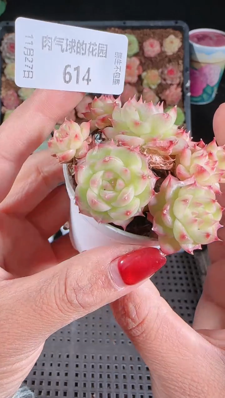 1127-614群生不包整