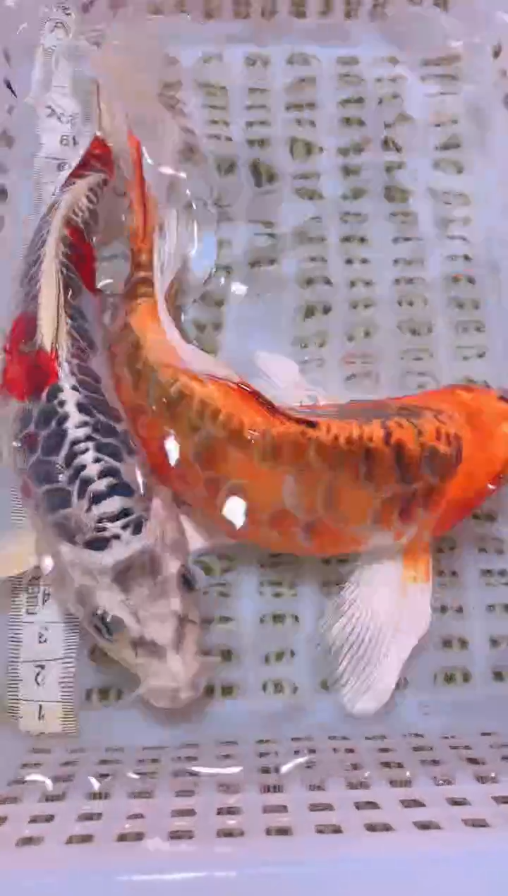 锦鲤冷水观赏鱼全场包邮91