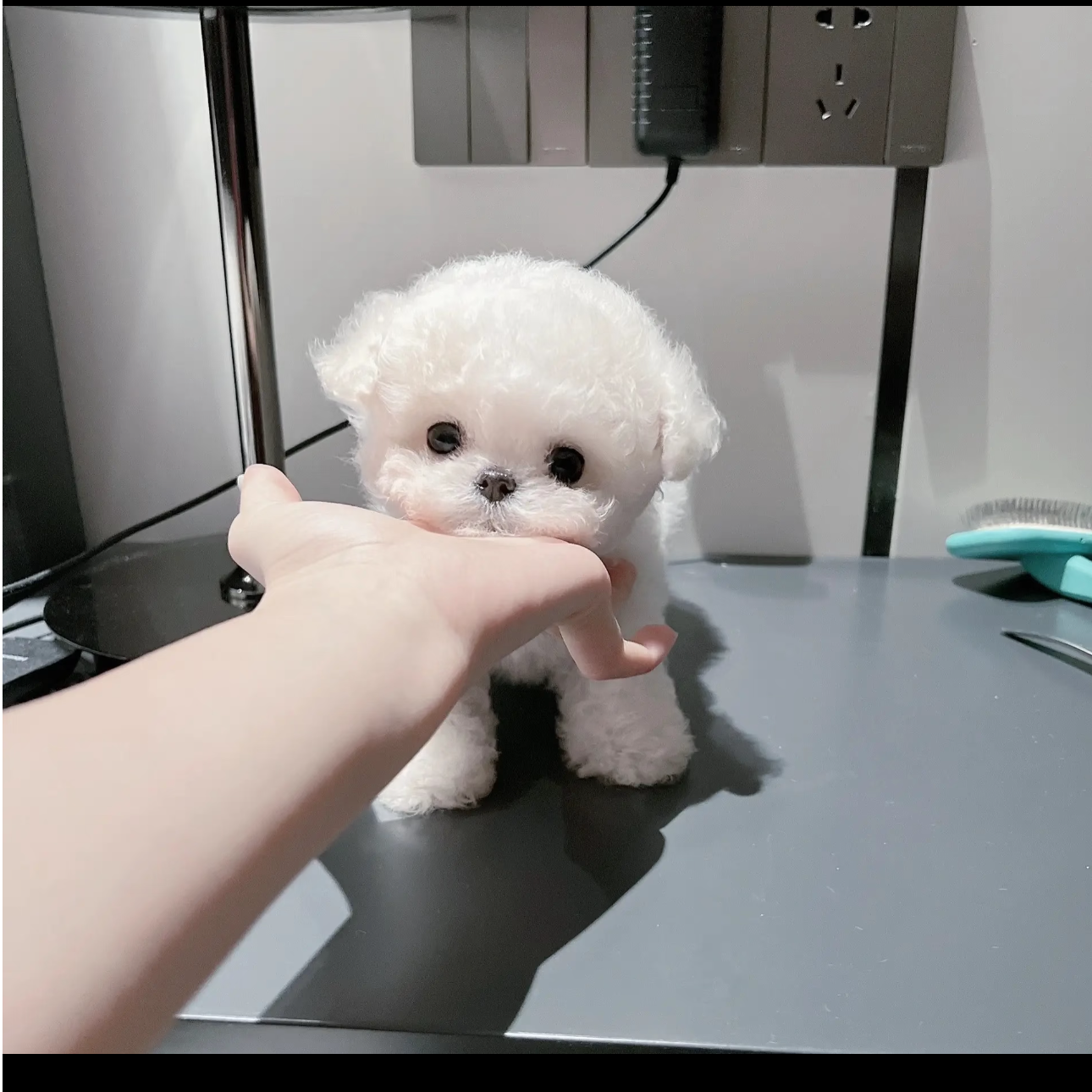 凯哥家的韩系比熊 