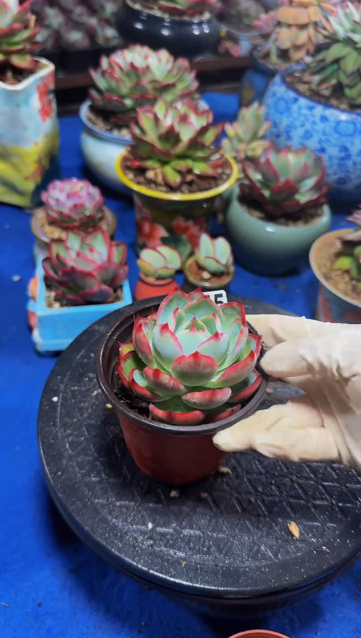 B875惊鸿仙子-----