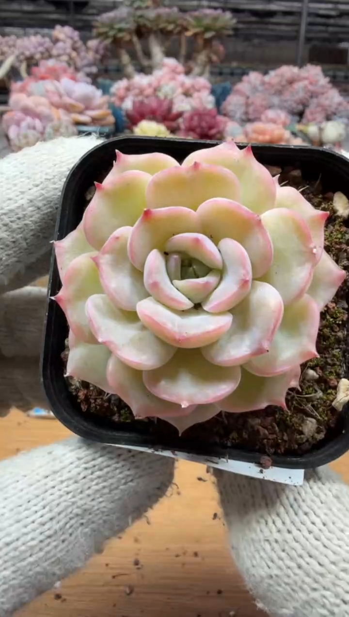 东云多肉园三店-239